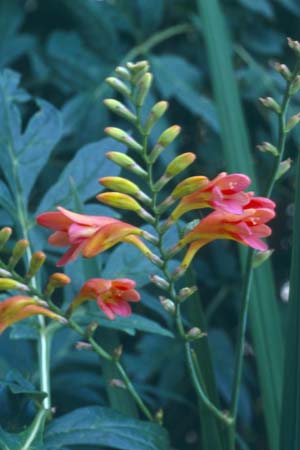 CROCOSMIA 'Culzean Peach'