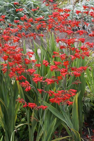 Crocosmia 'Emberglow'