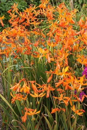 Crocosmia 'Golden Ballerina'