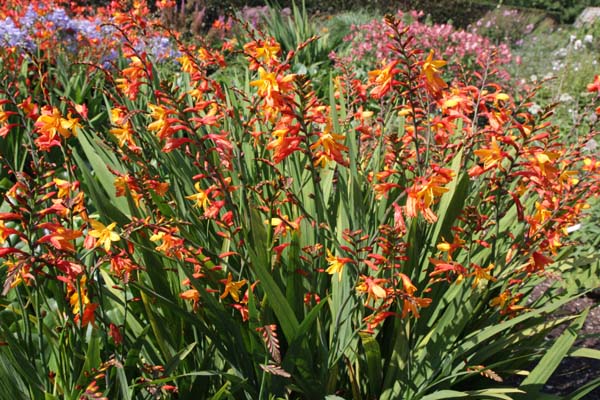 CROCOSMIA 'Joey Hoey'