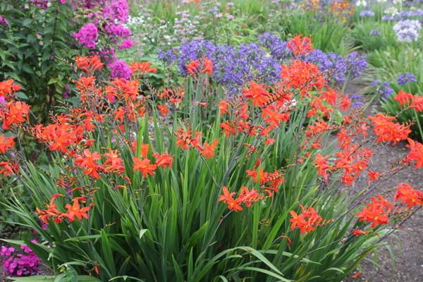 CROCOSMIA 'Lana de Savary'