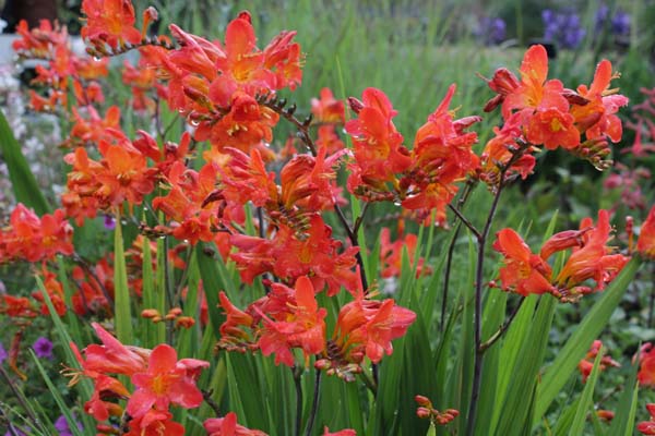 Crocosmia 'Limpopo'