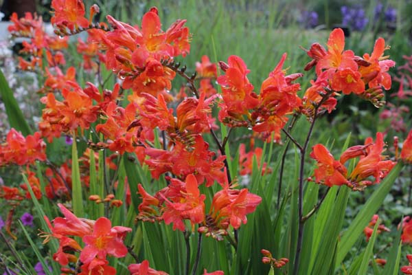 CROCOSMIA 'Limpopo'