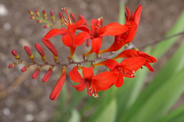 Crocosmia 'Lucifer'