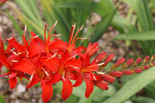 Crocosmia masoniorum 'Dixter Flame'
