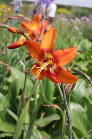 CROCOSMIA 'Plaisir'