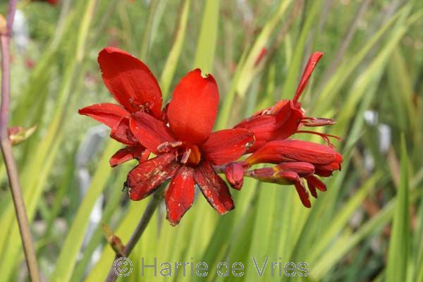 CROCOSMIA 'Saracen'