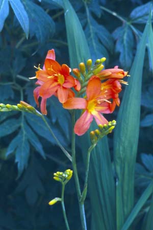 CROCOSMIA 'Severn Sunrise'