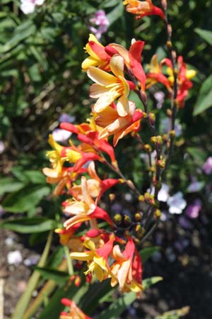 Crocosmia x crocosmioides 'Harlequin'