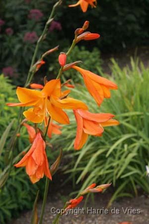 CROCOSMIA 'Star of the East'