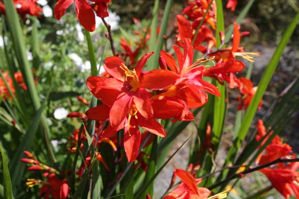 CROCOSMIA 'Zeal Tan'