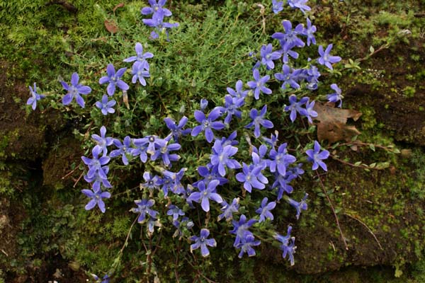 Cyananthus