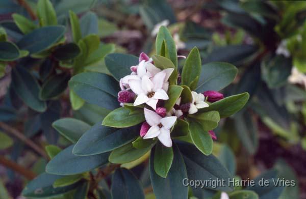 Daphne tangutica