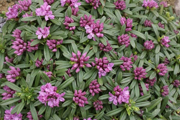 Daphne x susannae 'Tichborne'