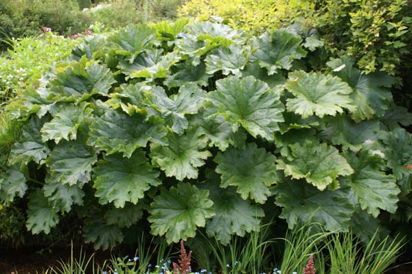 Darmera peltata