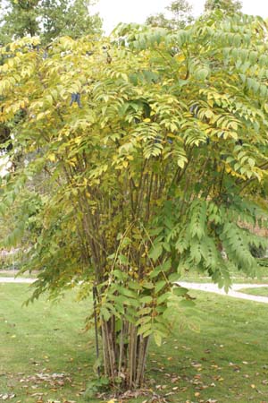 Decaisnea fargesii