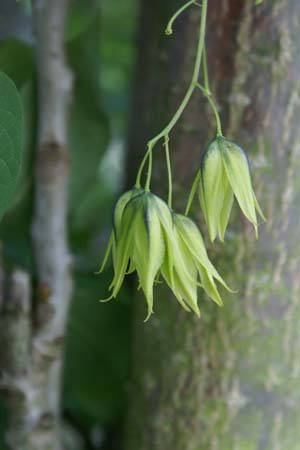 Decaisnea fargesii