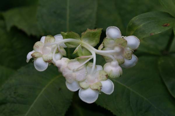 DEINANTHE bifida