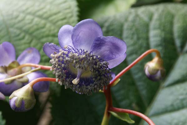 DEINANTHE bifida x caerulea 'Blue Wonder'