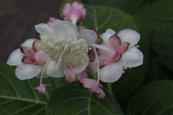 Deinanthe bifida 'Pink Kii'