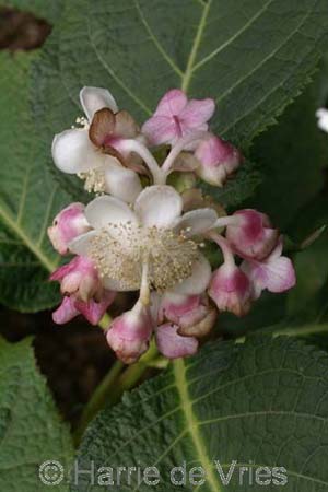 DEINANTHE bifida 'Pink Kii'