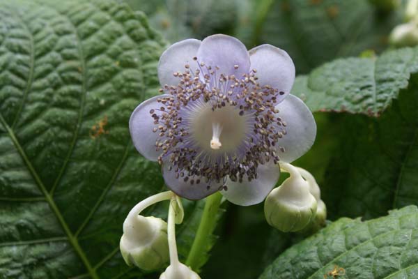 DEINANTHE caerulea (echt)