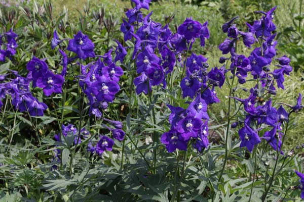 Delphinium belladonna 'Atlantis'