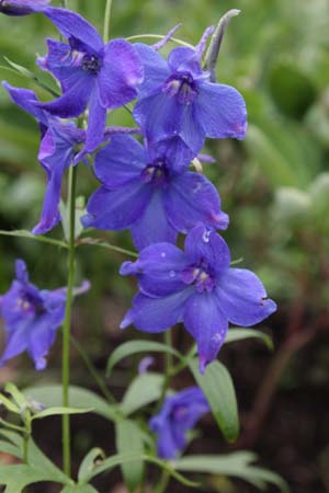 DELPHINIUM belladonna 'Balaton'
