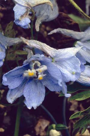 DELPHINIUM belladonna 'Capri'