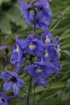 DELPHINIUM belladonna 'Sternenhimmel'