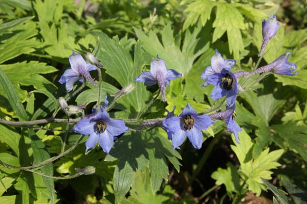 Delphinium californicum