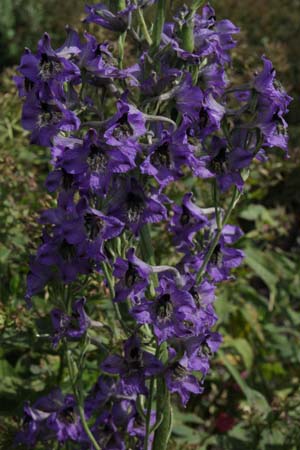 DELPHINIUM cf confusum