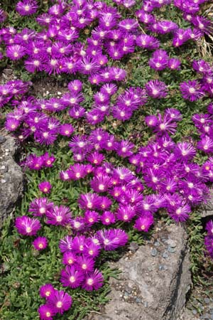 Delosperma cooperi hybride