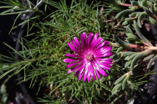 Delosperma cooperi hybride