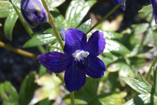 Delphinium decorum