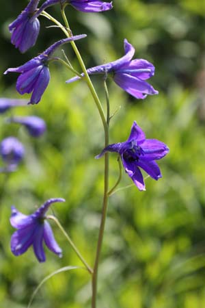 Delphinium dictyocarpum