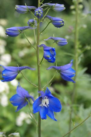DELPHINIUM elatum 'Azurzwerg'