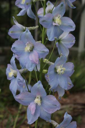 DELPHINIUM elatum 'Sommerwind'