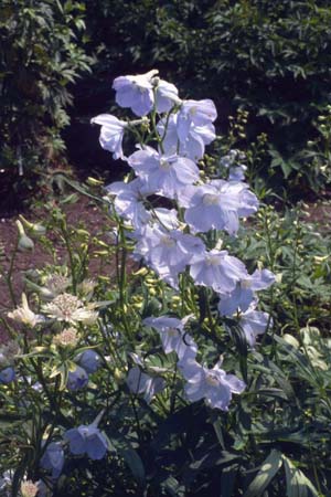 DELPHINIUM elatum 'Berghimmel'