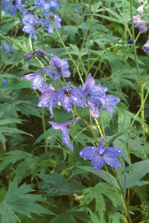 Delphinium elatum 'Blauwal'