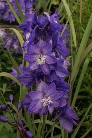 DELPHINIUM elatum 'Pepe'