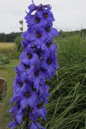 DELPHINIUM elatum 'Traumula'