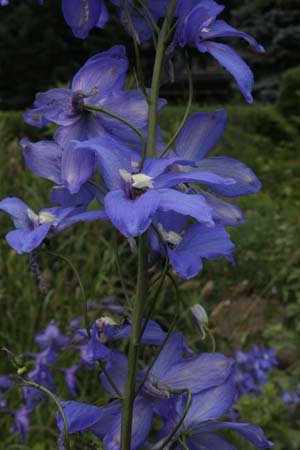 Delphinium elatum ex 'Traumula' (zaailingen)