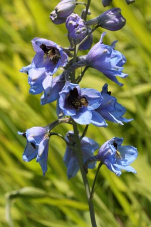 Delphinium elatum austriacum