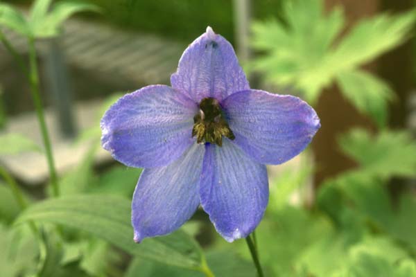 Delphinium elatum 'Blauwal'