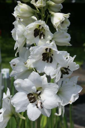 Delphinium elatum 'Black Eyed Angels'