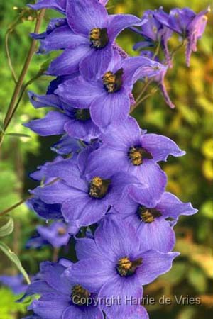 Delphinium elatum 'Finsteraarhorn'