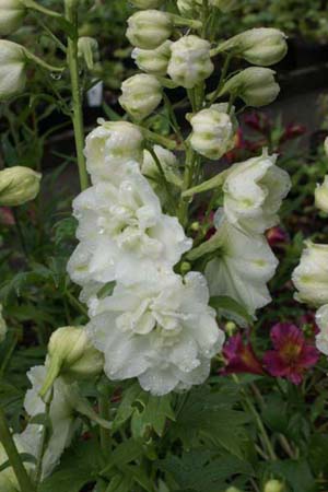 Delphinium elatum 'Green Twist'