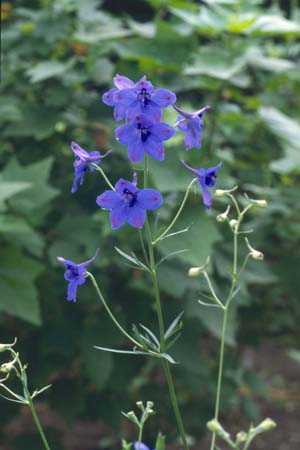 DELPHINIUM grandiflorum 'Blauer Zwerg'