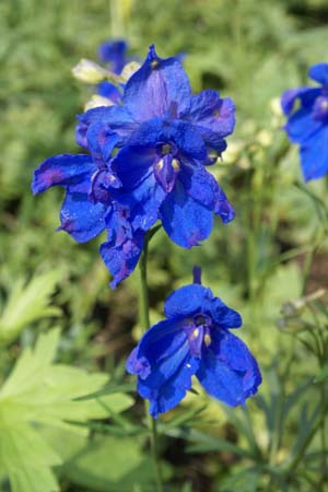 Delphinium grandiflorum 'Blauer Zwerg'